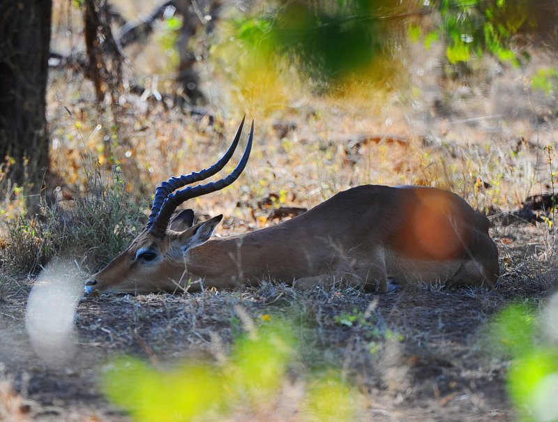 male Impala.Letaba