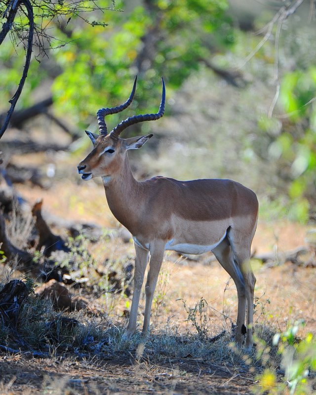 male Impala. Letaba