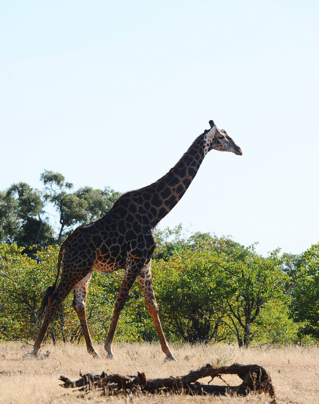 Giraffe. Letaba