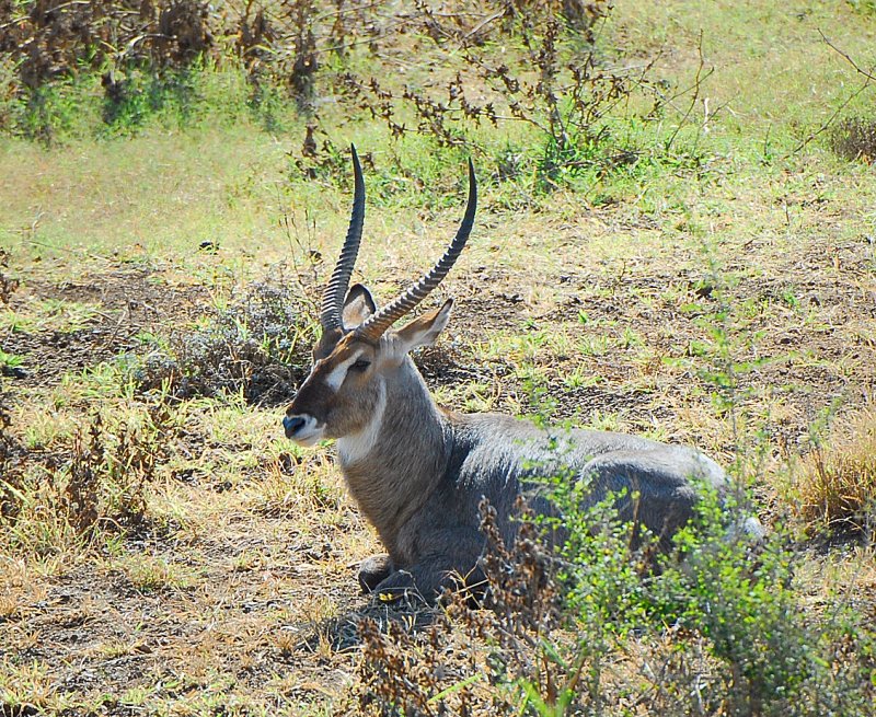 Waterbuck.Letaba restcamp
