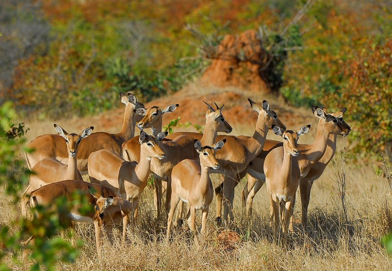 Impalas . Letaba