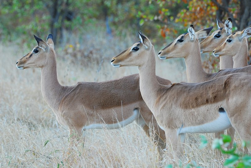 Impalas.Letaba