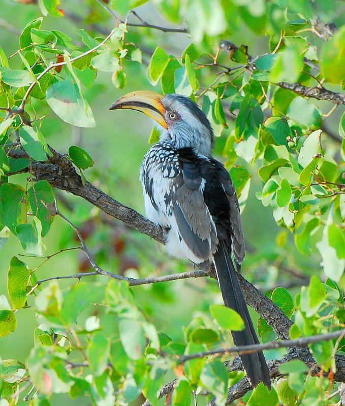 Yellow billed Hornbill.Letaba