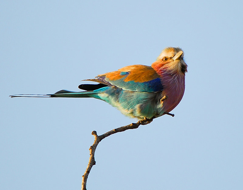 Lilac breasted Roller.Letaba