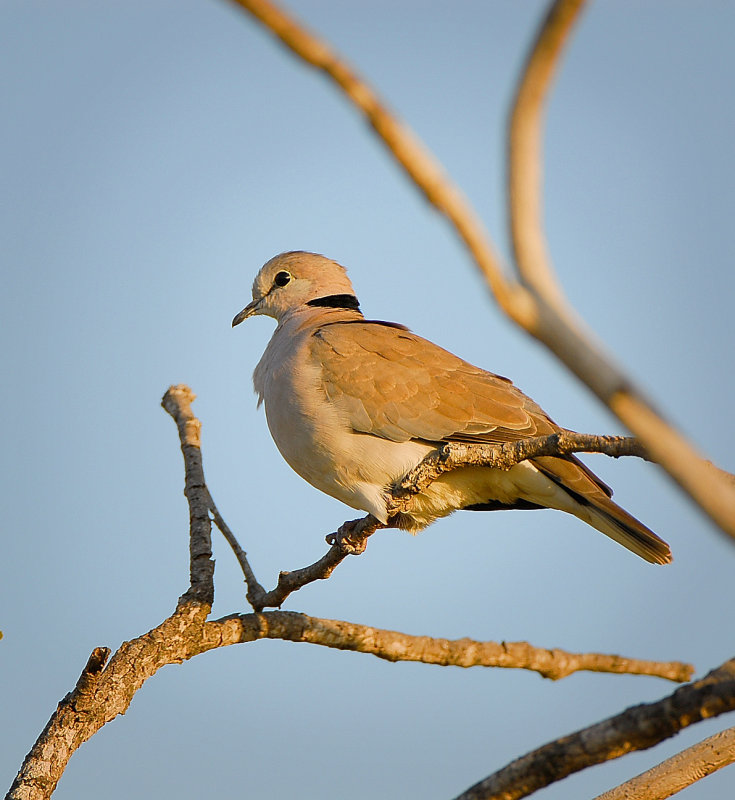 Africa morning Dove.Letaba