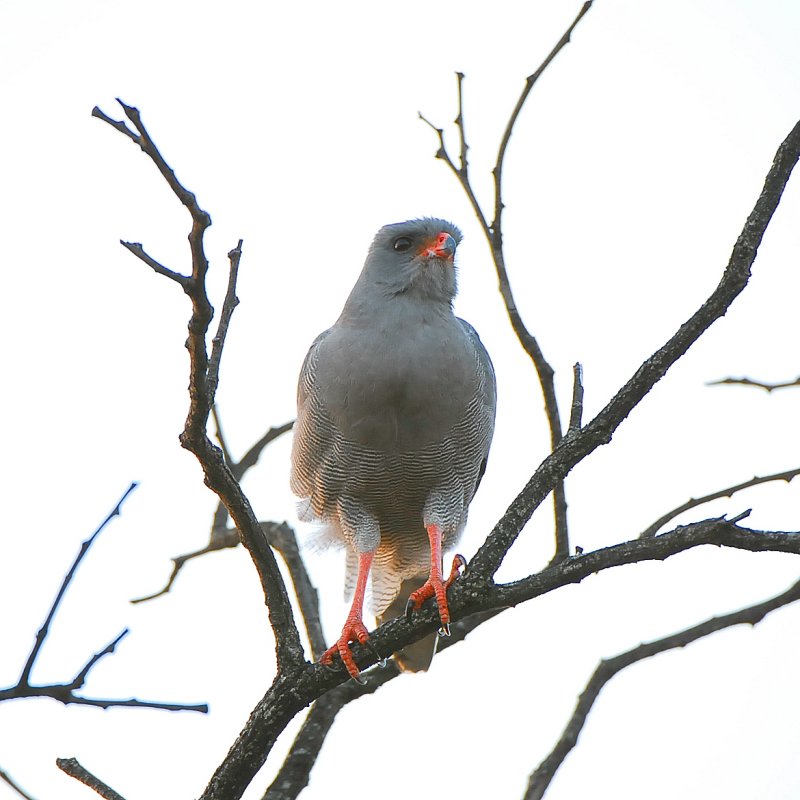 Lizard Buzzard. Letaba