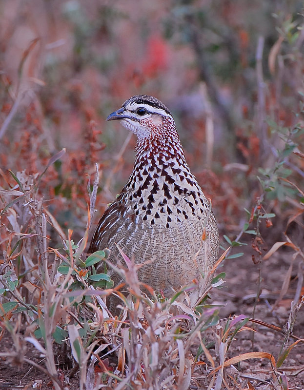 female crested Francolin .Letaba-Mopani