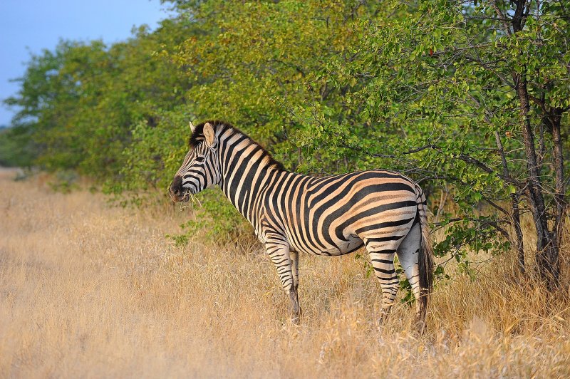 Zebra .Letaba-Mopani