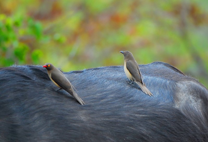 Red billed Oxpeckers . .Letaba-Mopani