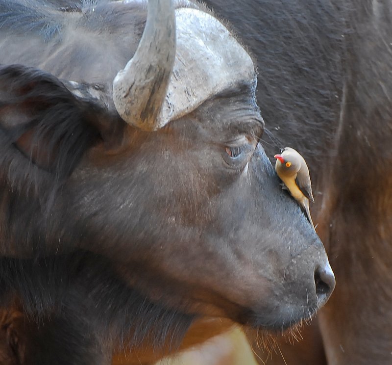 Red billed Oxpecker .Letaba-Mopani