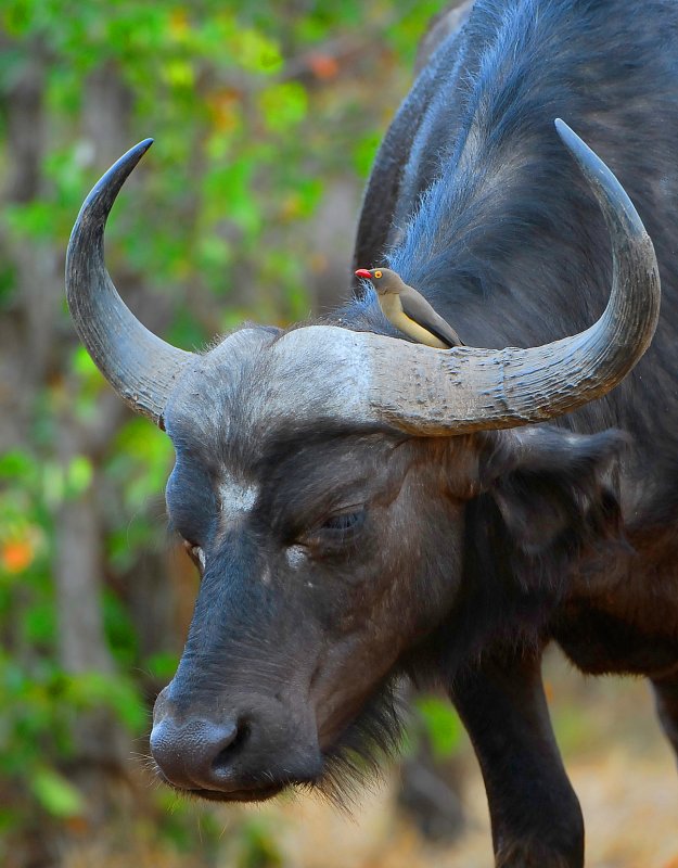  Buffalo and Oxpecker .Letaba-Mopani