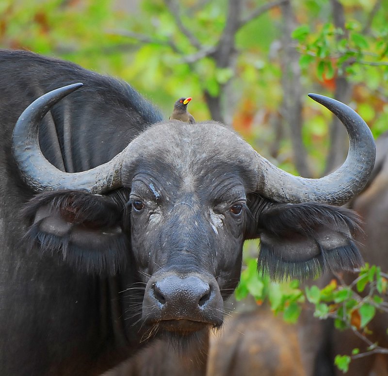 Buffalo and Oxpecker.Letaba - Mopani