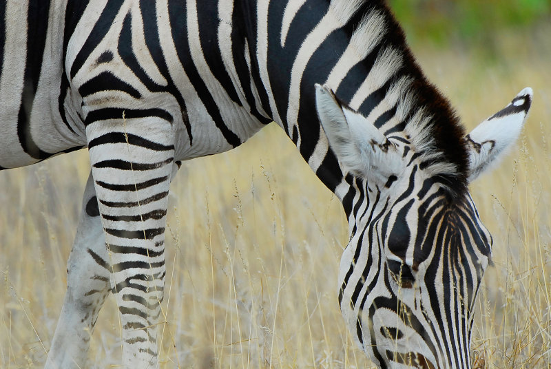 Zebra . Letaba - Mopani