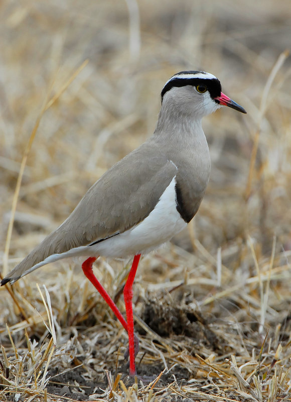 crowned lapwing