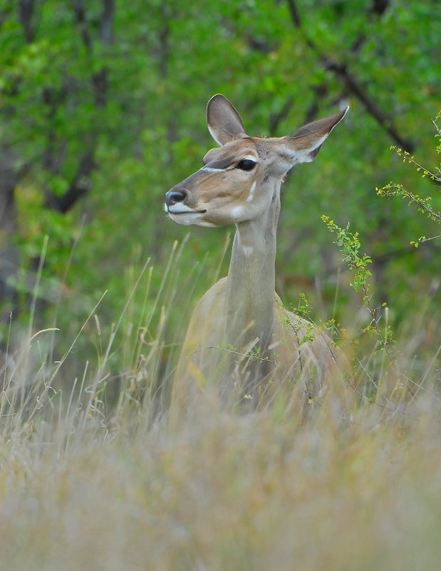 female Kudu . Mopani
