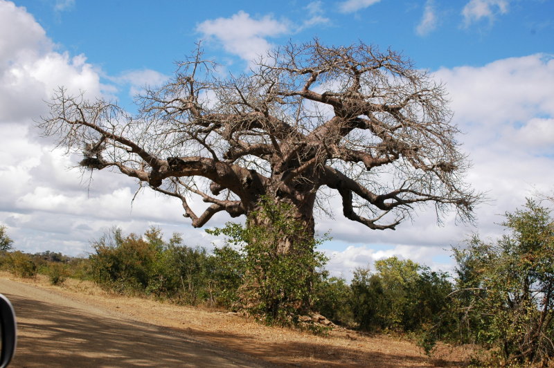 Baobab tree
