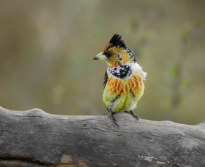 Red and Yellow Barbet