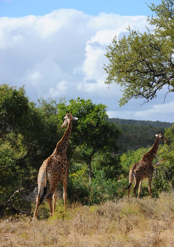 Giraffe