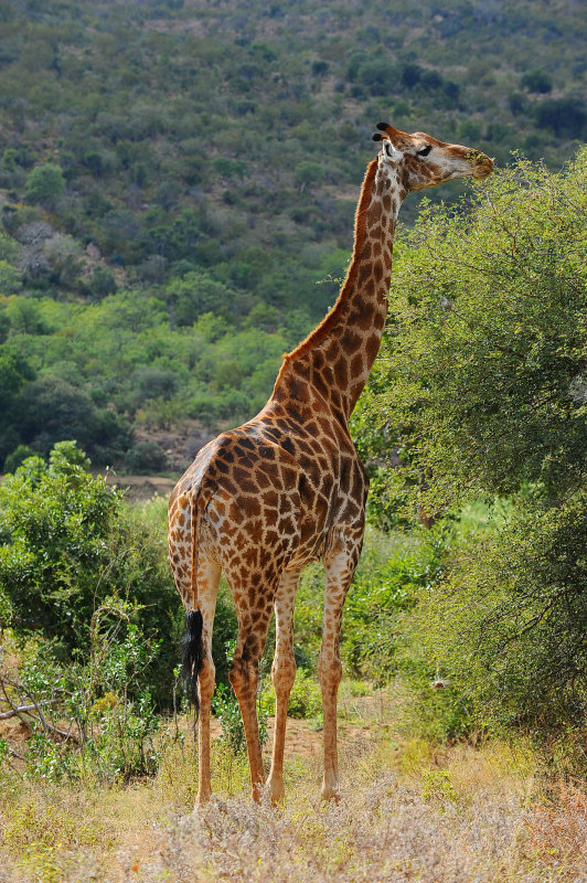 Giraffe