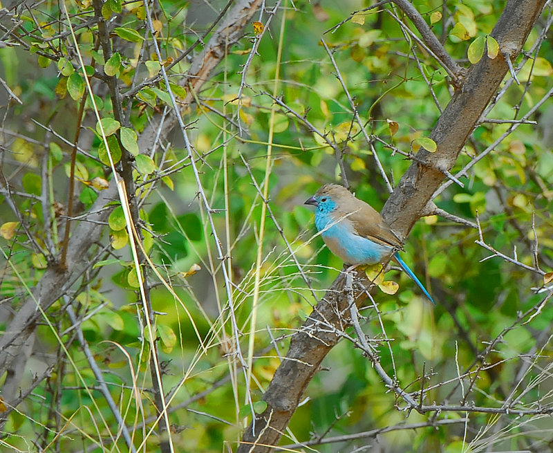 blue Waxbill 