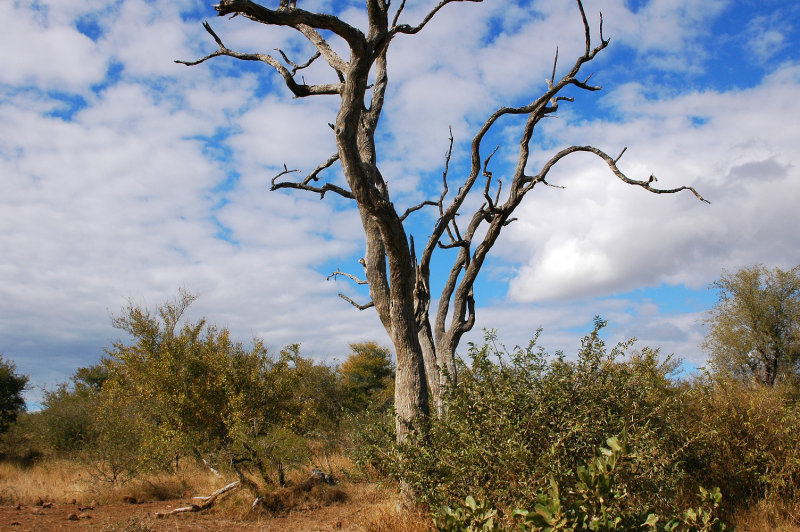 Near Olifants