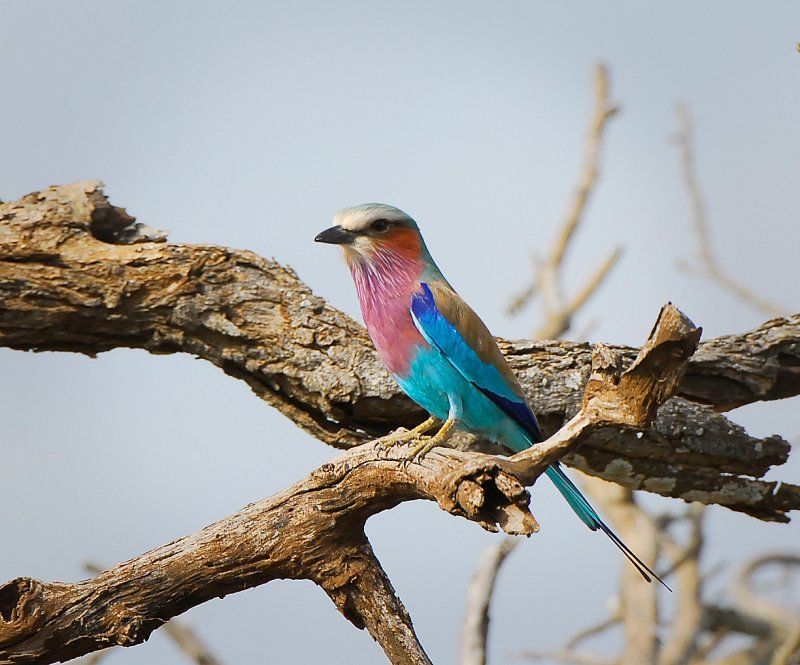 Lilac breasted Roller