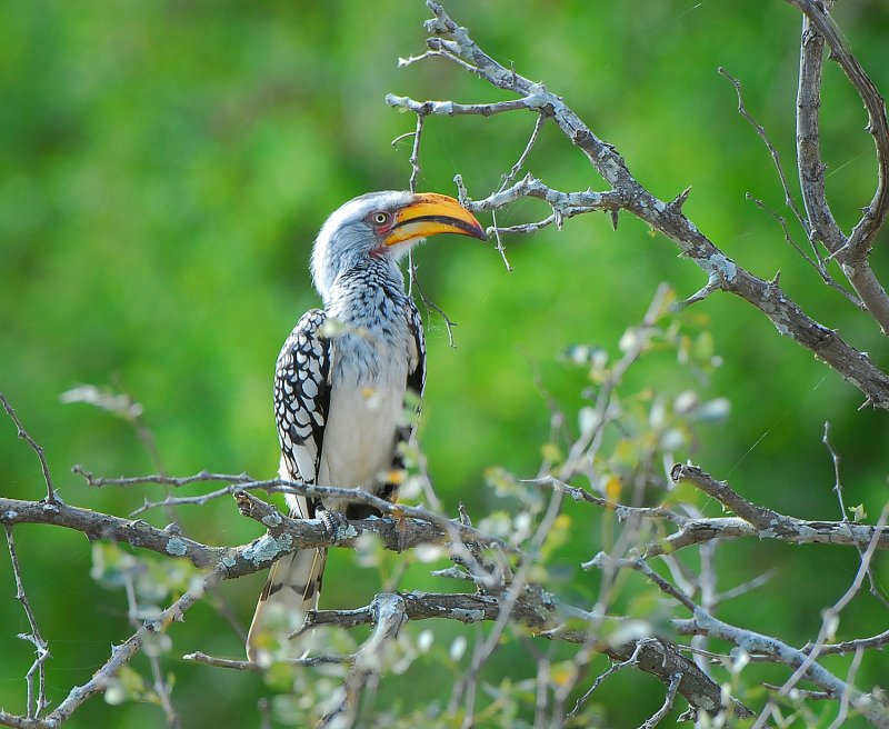 Yellow billed hornbill