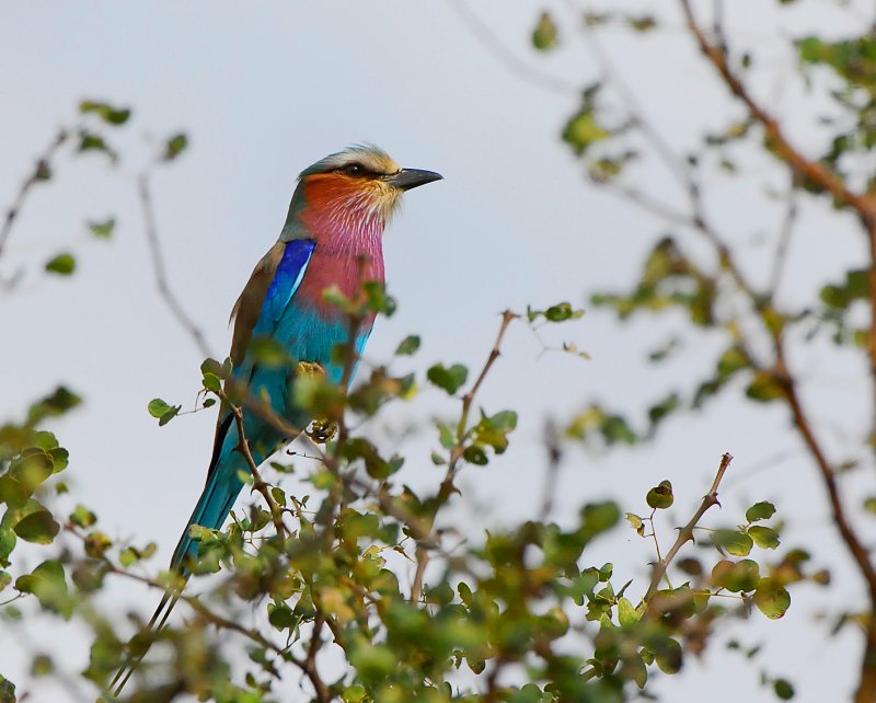 Lilac breasted Roller