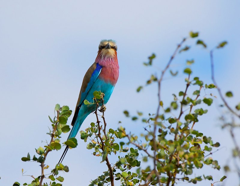 Lilac breasted Roller