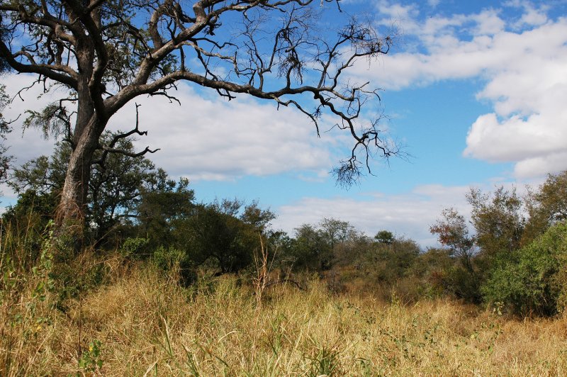 Near Olifants