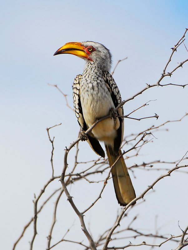 Yellow billed Hornbill