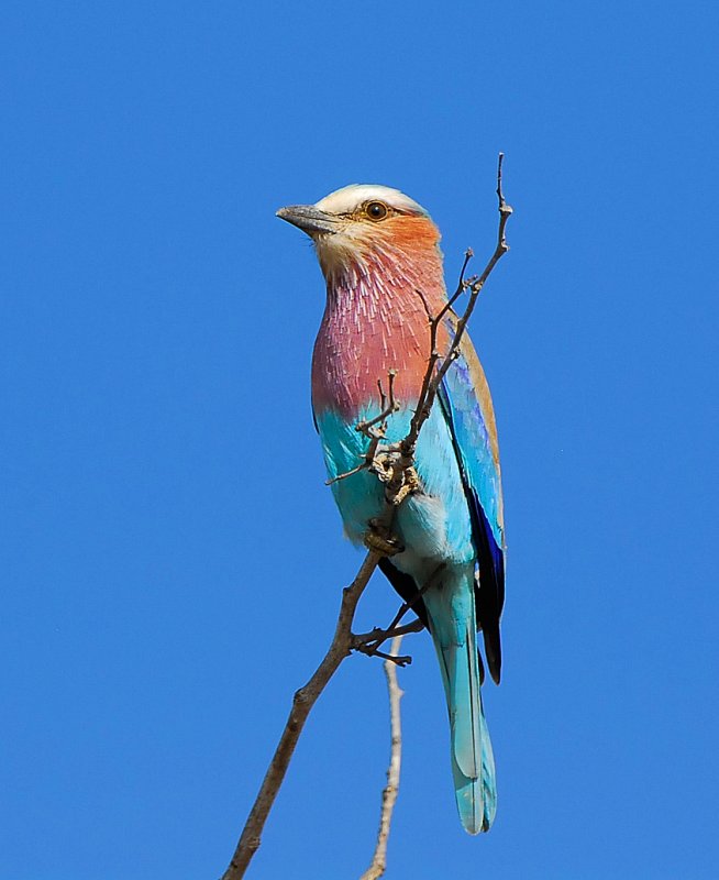 Lilac breasted Roller