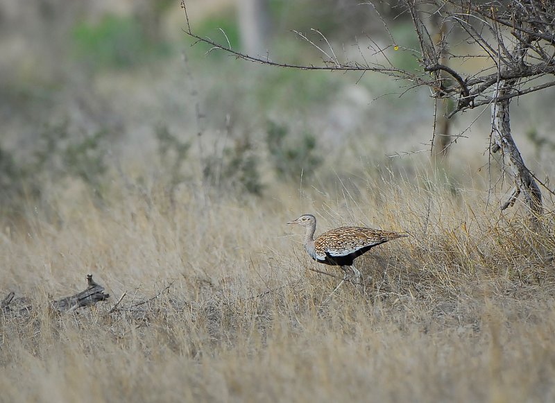 Black bellied Bustard