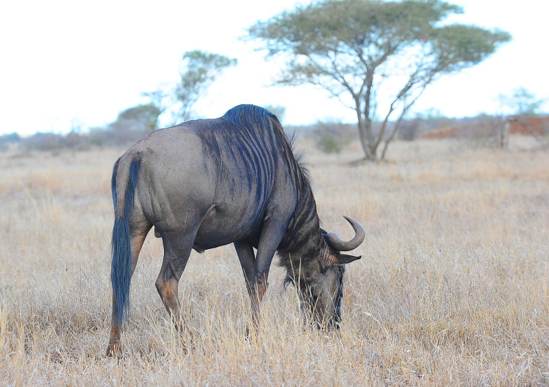 Wildebeest