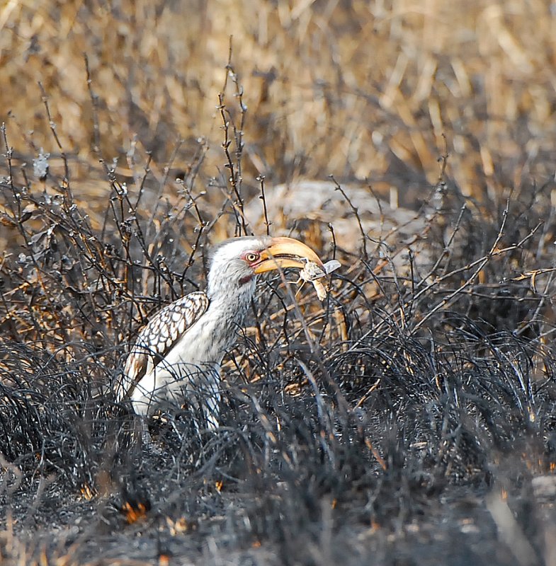Yellow - billed hornbill