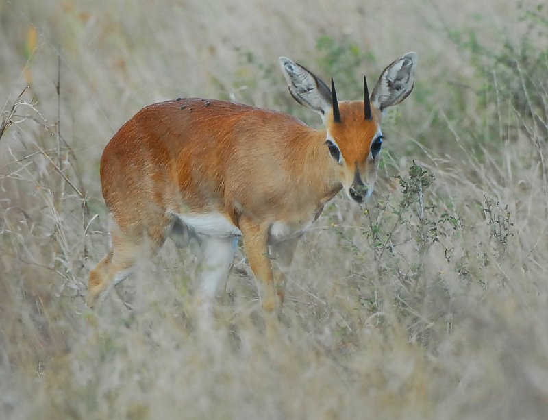 Dik Dik  near Satara