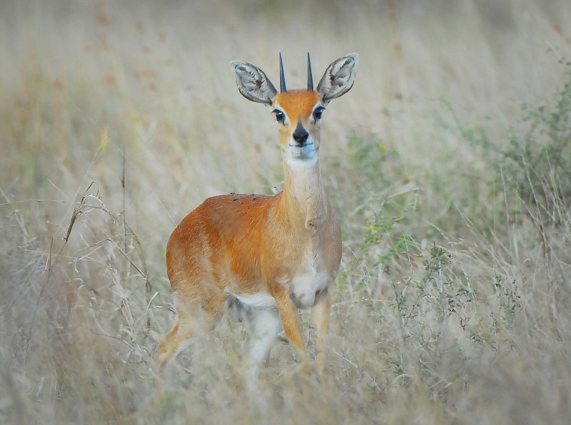 Dik Dik  near Satara