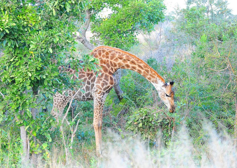 Giraffe