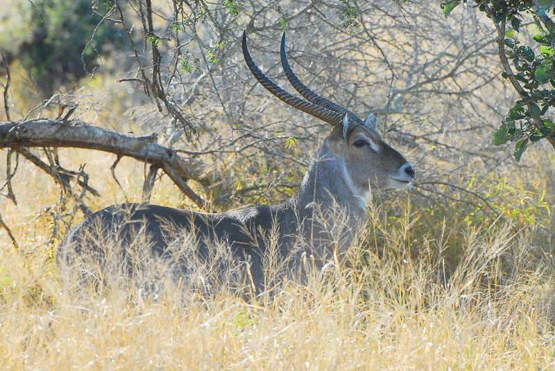 Waterbuck