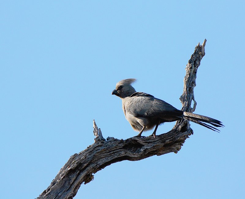 Grey go away bird