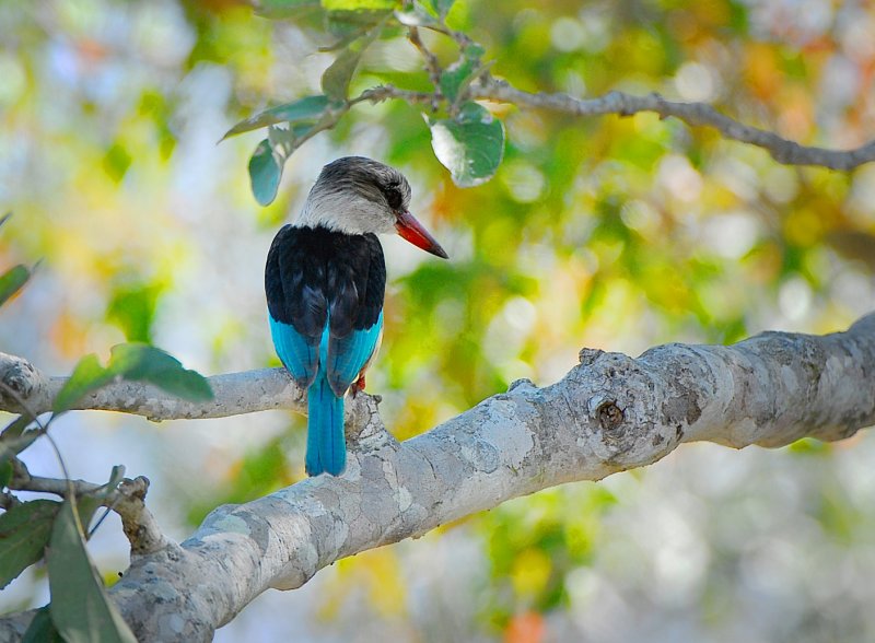 Grey-headed Kingfisher.Satara