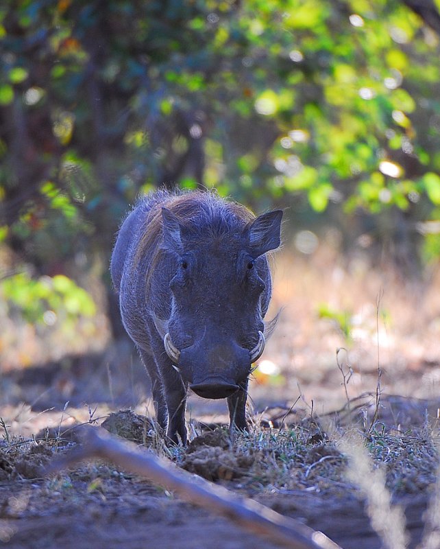 Warthog