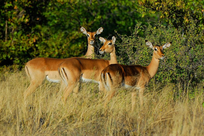 female Impala