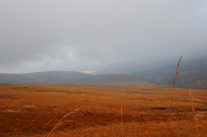 Blesbok loop