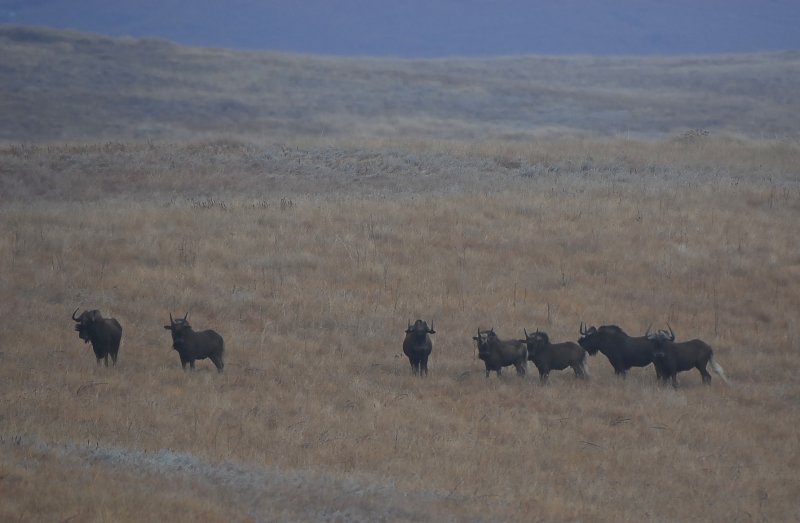 Black Wildebeests