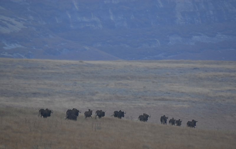 Black Wildebeests