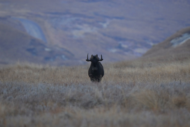 Black Wildebeest