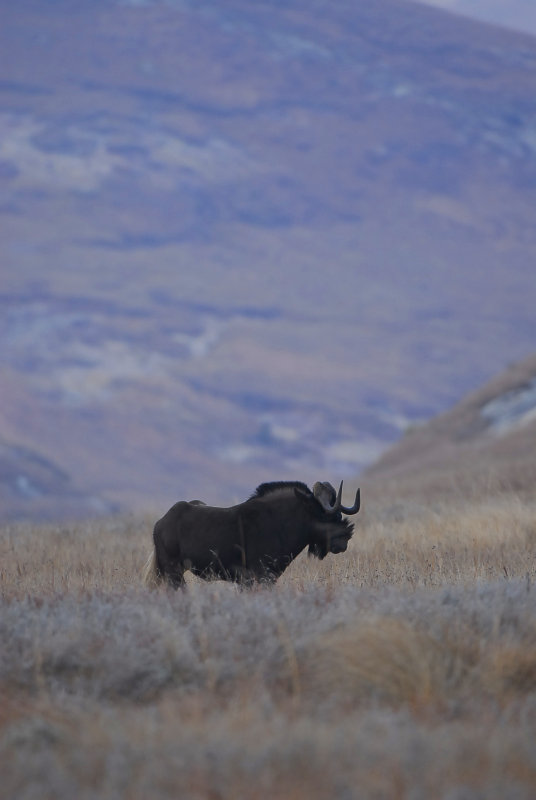 Black Wildebeest