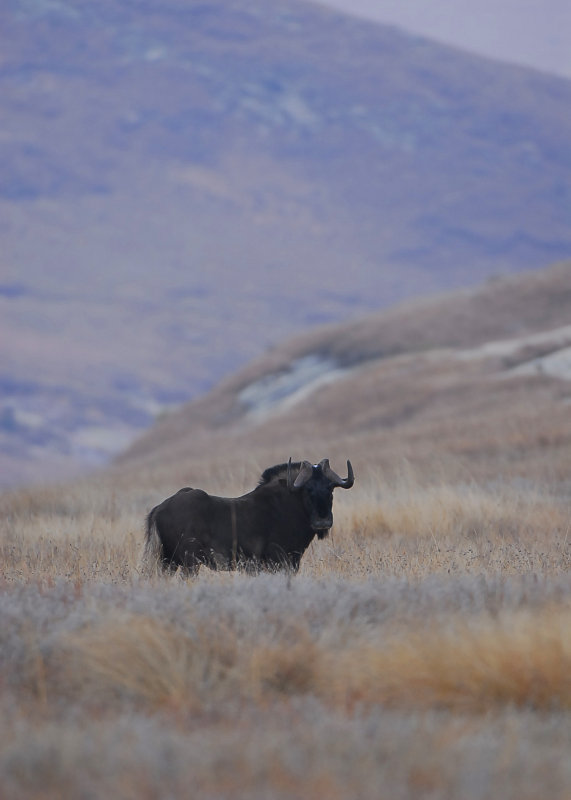 Black Wildebeest