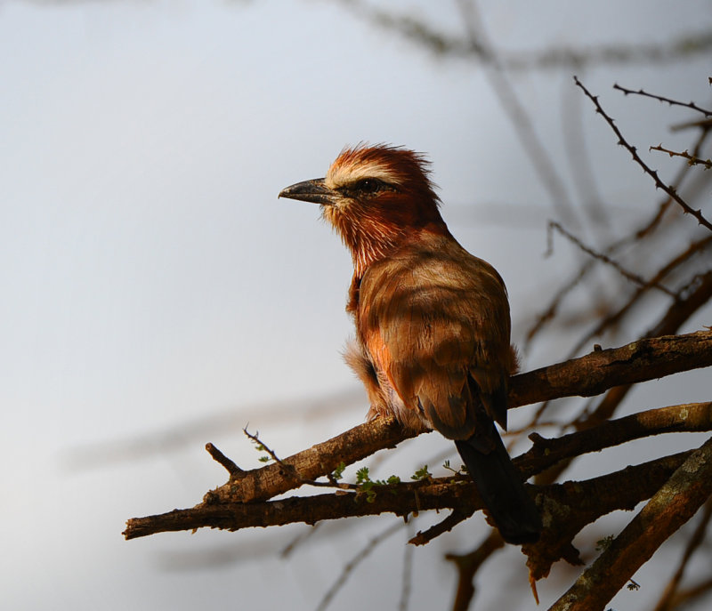 purple Roller.Serengeti